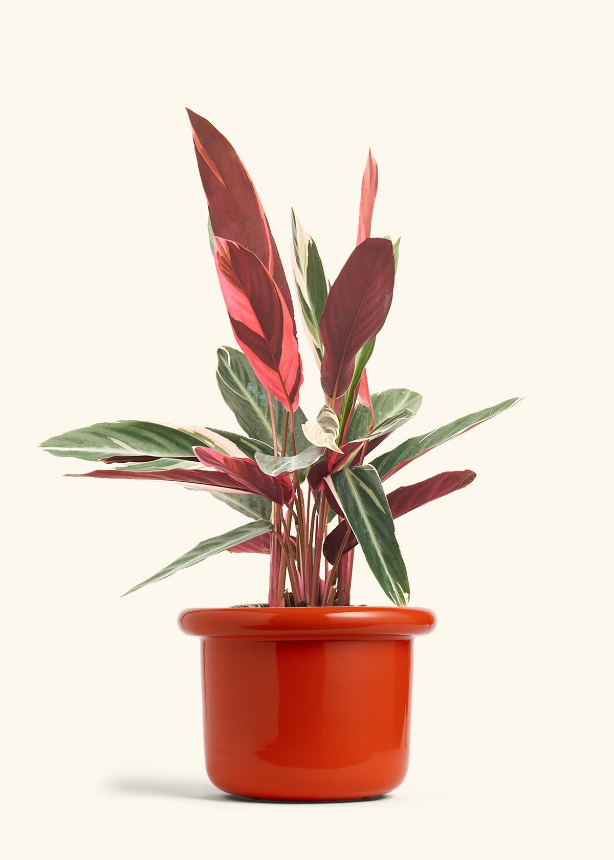 Stromanthe Triostar in a 8 inches Fat Lip Red Planter 