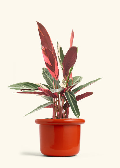 Stromanthe Triostar in a 8 inches Fat Lip Red Planter 