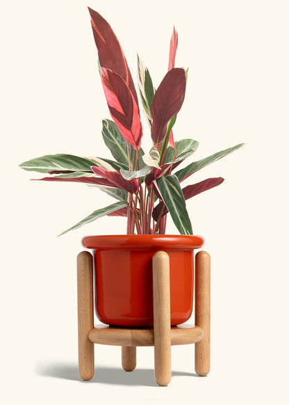 Stromanthe Triostar in a 8 inches Fat Lip Red Planter in a Beech Wood Stand