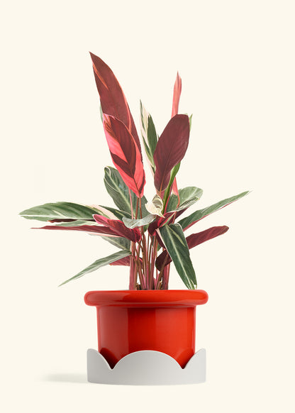 Stromanthe Triostar in a 8 inches Fat Lip Red Planter in a Oat Petal Drip Tray
