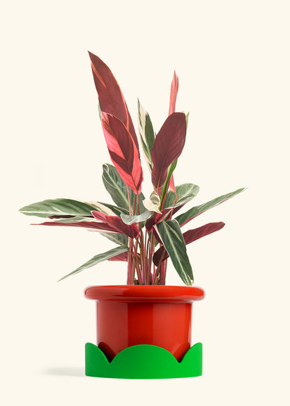 Stromanthe Triostar in a 8 inches Fat Lip Red Planter in a Shamrock Petal Drip Tray