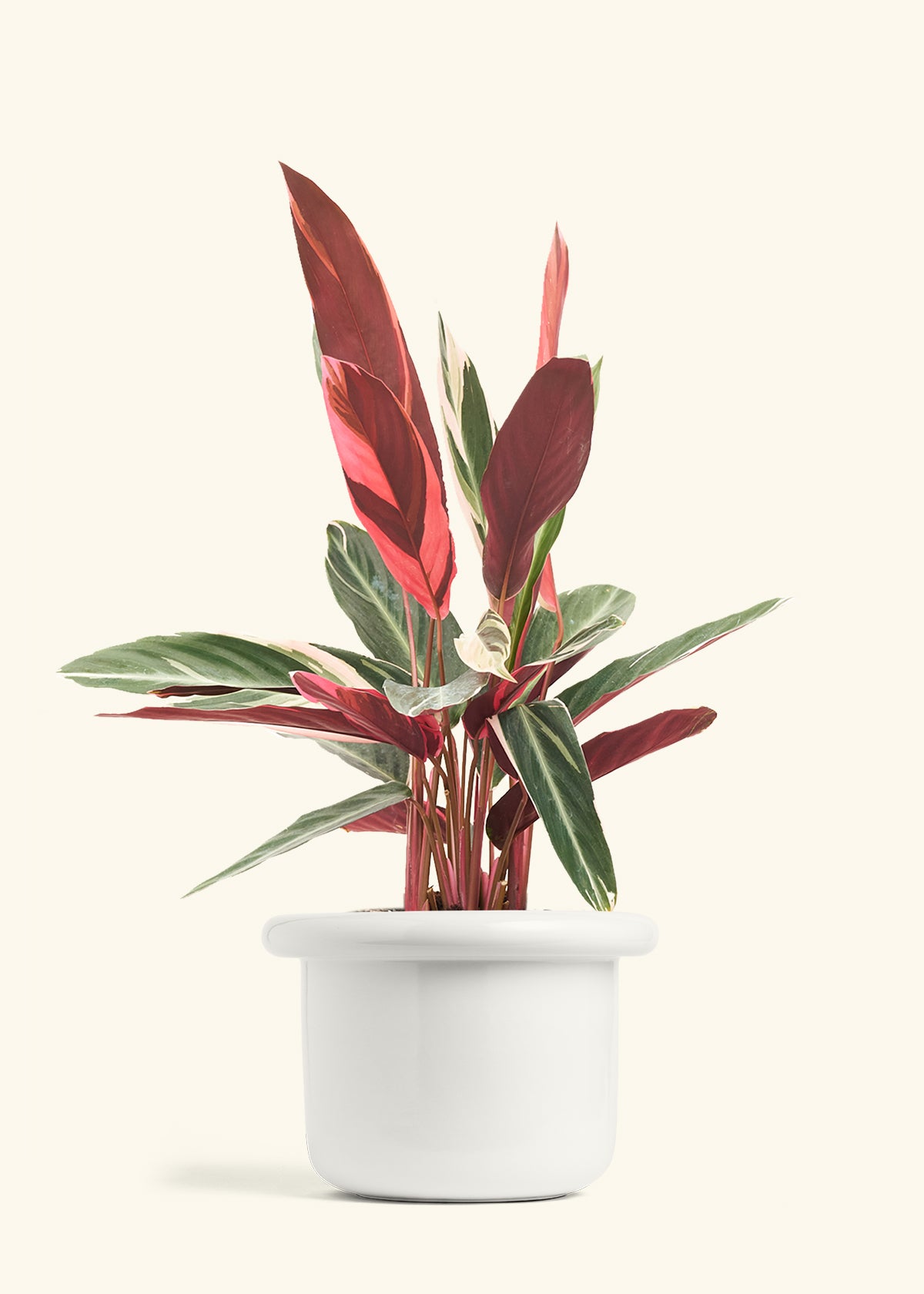 Stromanthe Triostar in a 8 inches Fat Lip White Planter 