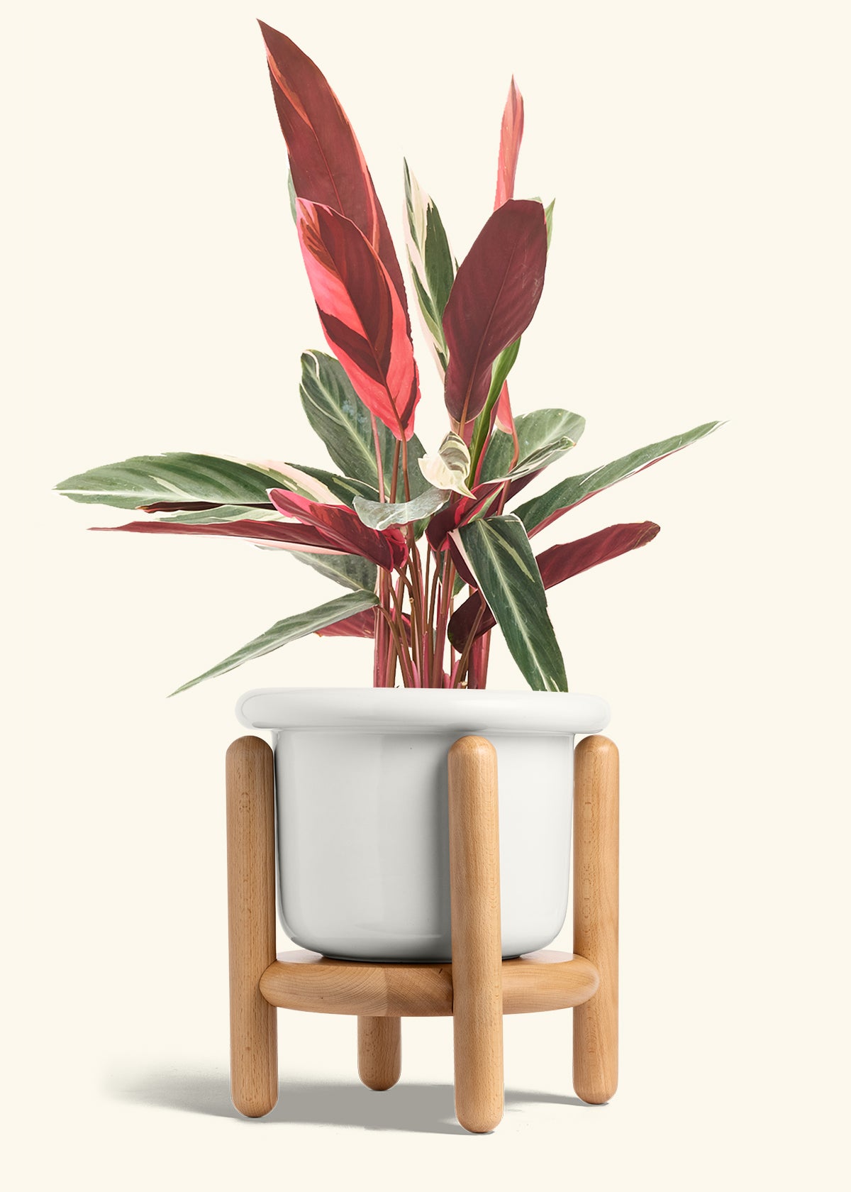 Stromanthe Triostar in a 8 inches Fat Lip White Planter in a Beech Wood Stand