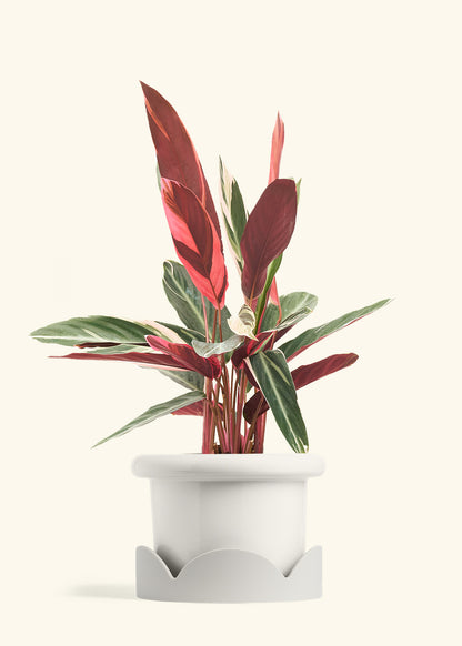 Stromanthe Triostar in a 8 inches Fat Lip White Planter in a Oat Petal Drip Tray