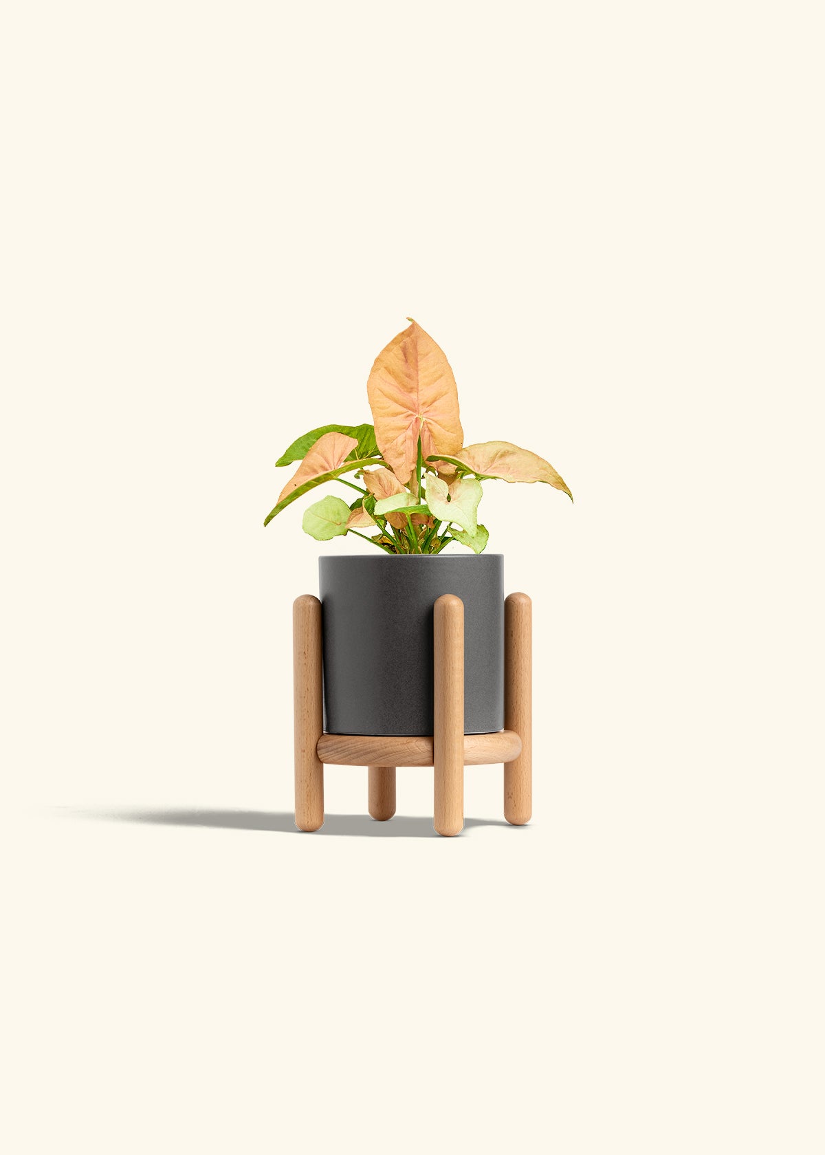 Pink Arrowhead in a 4 inches Charcoal Classic Cylinder Planter in a Beech Wood Stand