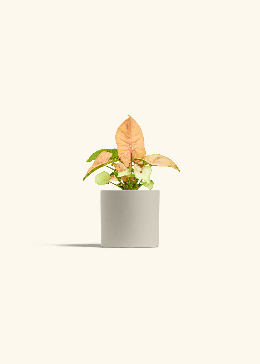 Pink Arrowhead in a 4 inches Oat Classic Cylinder Planter 
