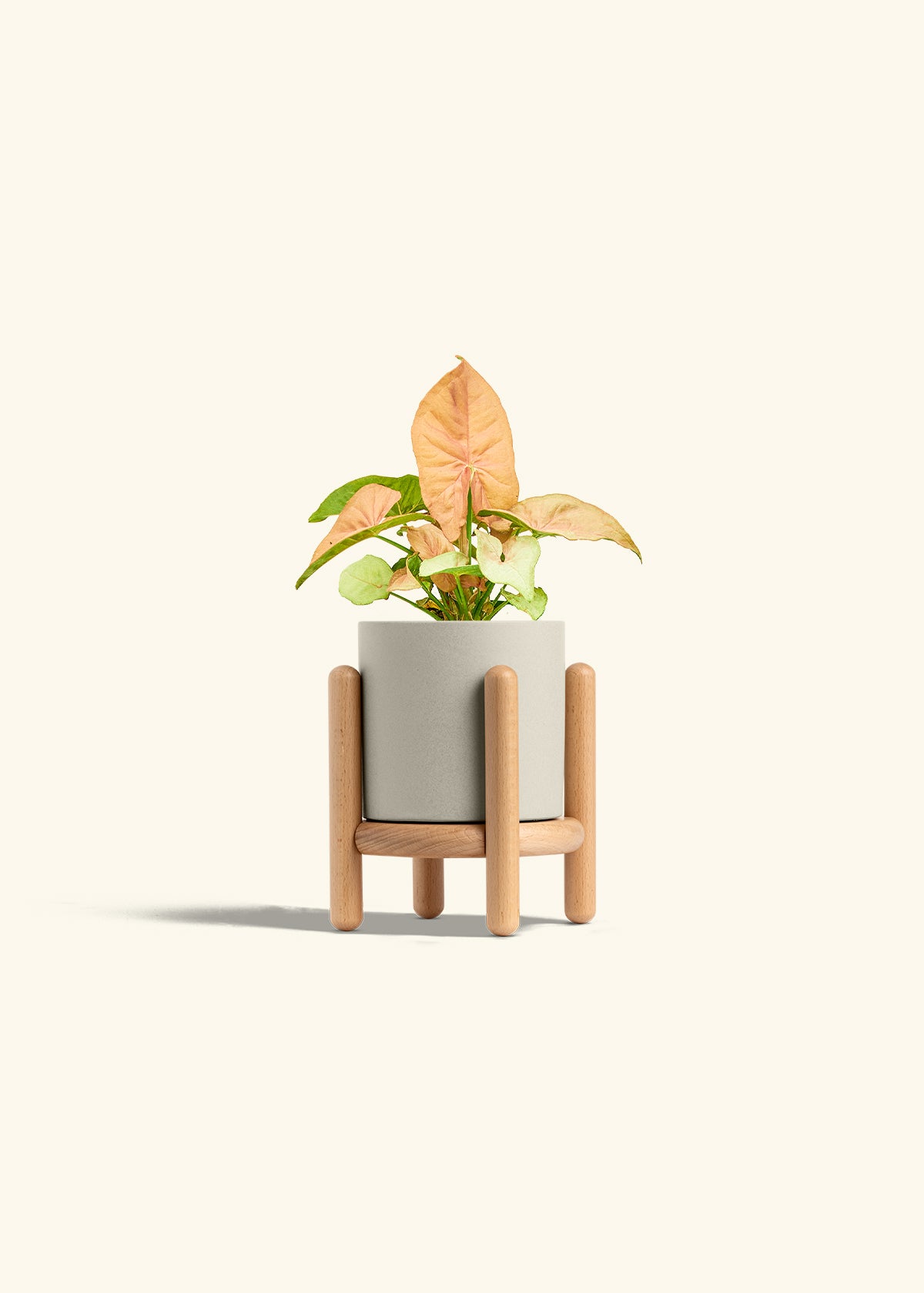 Pink Arrowhead in a 4 inches Oat Classic Cylinder Planter in a Beech Wood Stand