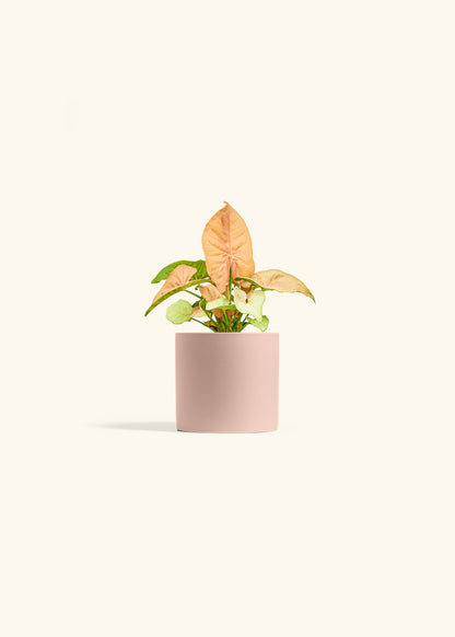 pink foliage indoor plant Pink Arrowhead Plant – Hey Rooted