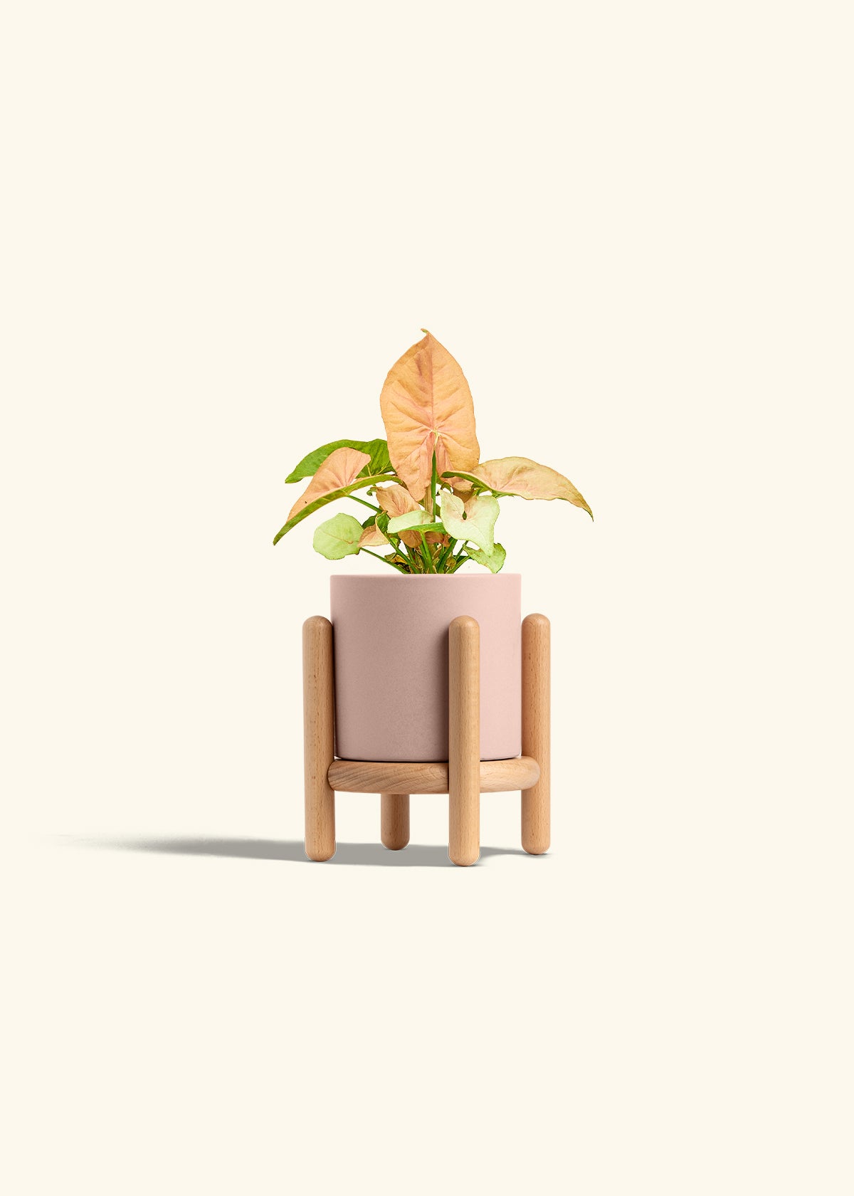 Pink Arrowhead in a 4 inches Pink Classic Cylinder Planter in a Beech Wood Stand