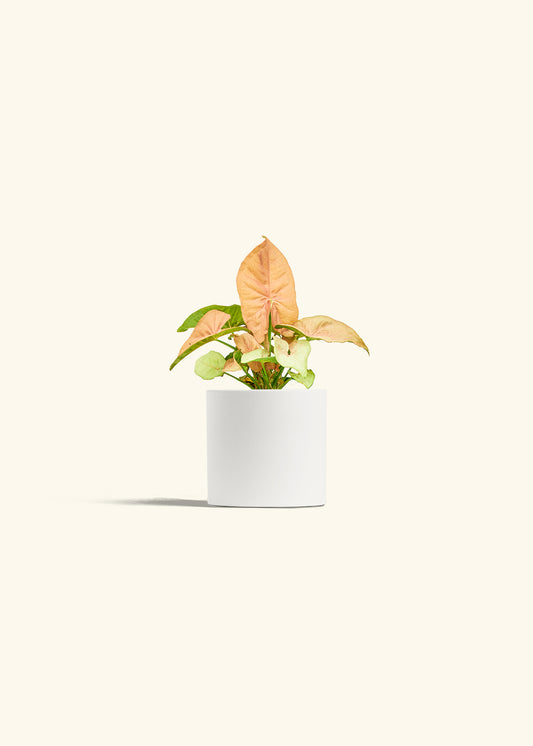 Pink Arrowhead in a 4 inches White Classic Cylinder Planter 