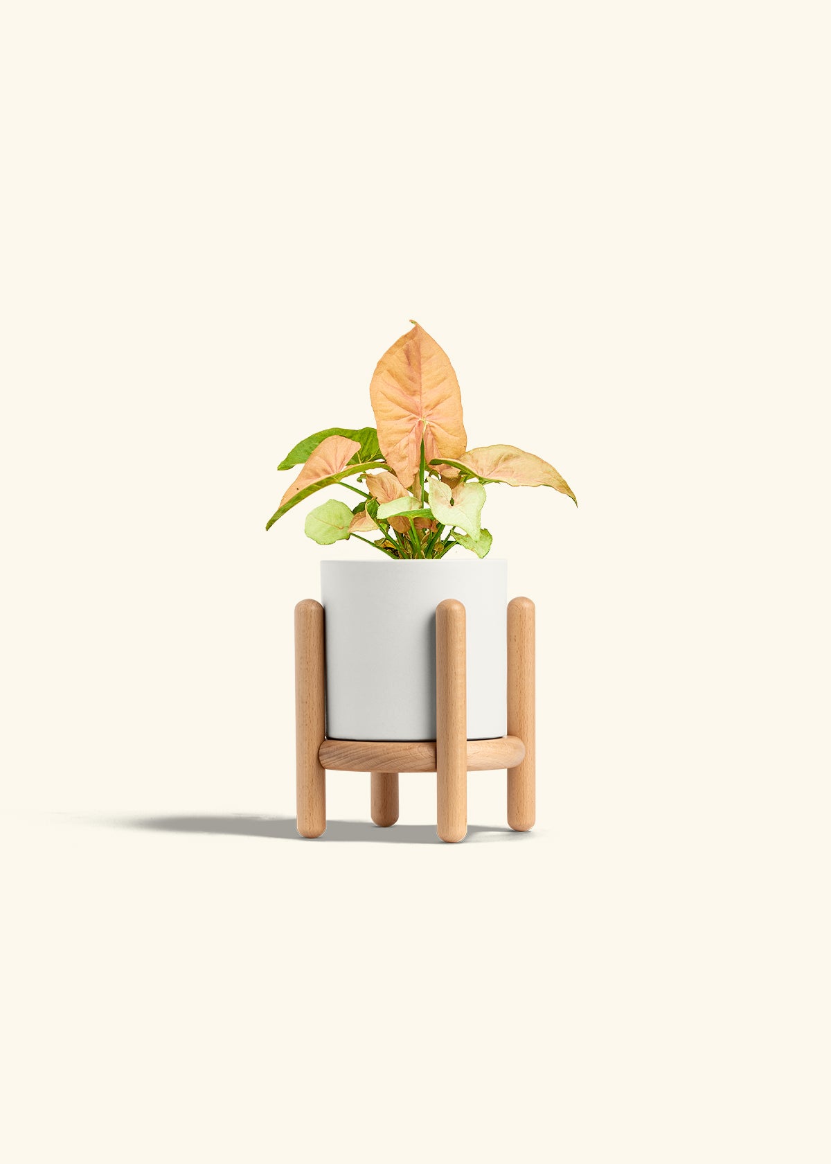 Pink Arrowhead in a 4 inches White Classic Cylinder Planter in a Beech Wood Stand