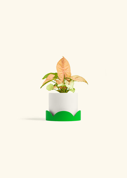 Pink Arrowhead in a 4 inches White Classic Cylinder Planter in a Shamrock Petal Drip Tray