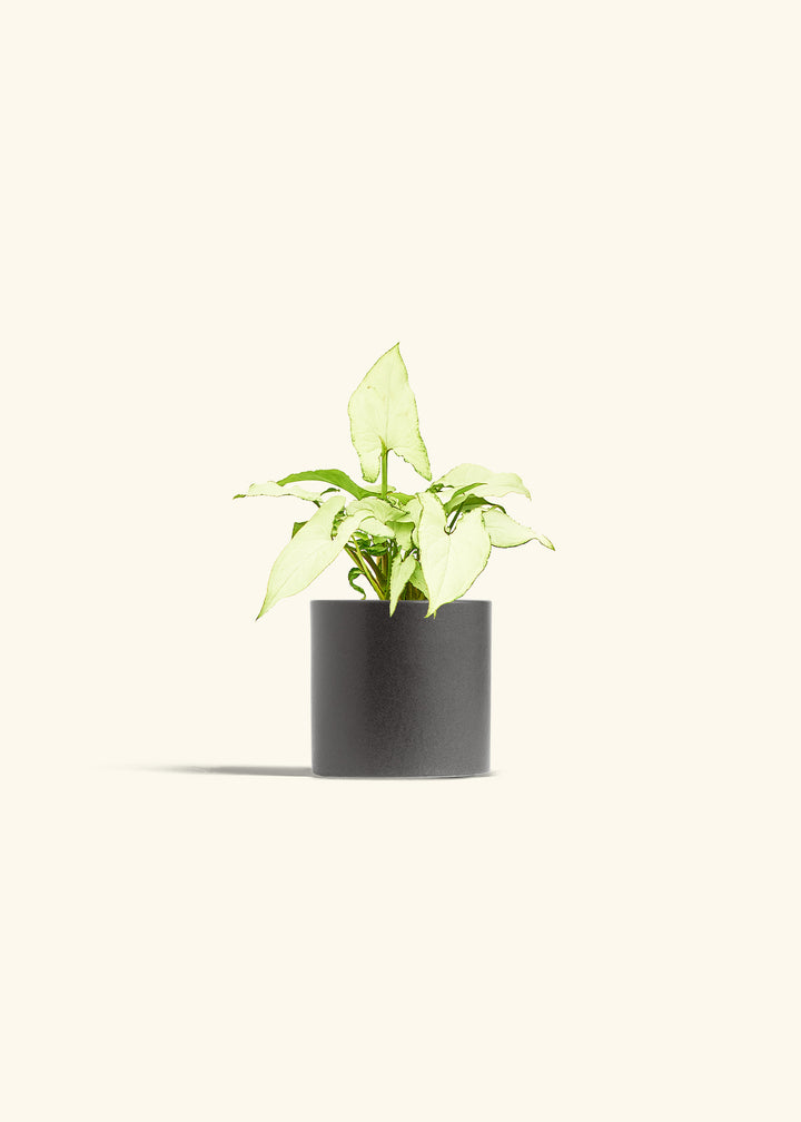 Arrowhead Plant White Butterfly in a 4 inches Charcoal Classic Cylinder Planter 