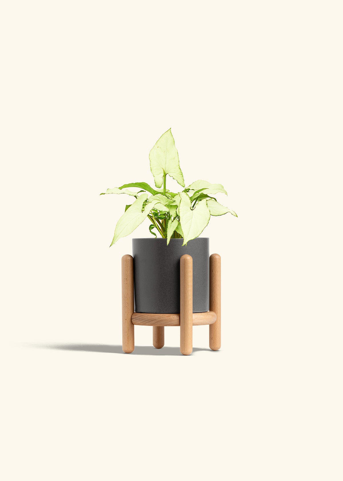 Arrowhead Plant White Butterfly in a 4 inches Charcoal Classic Cylinder Planter in a Beech Wood Stand
