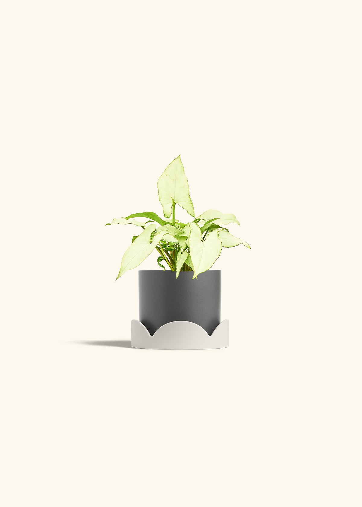Arrowhead Plant White Butterfly in a 4 inches Charcoal Classic Cylinder Planter in a Oat Petal Drip Tray