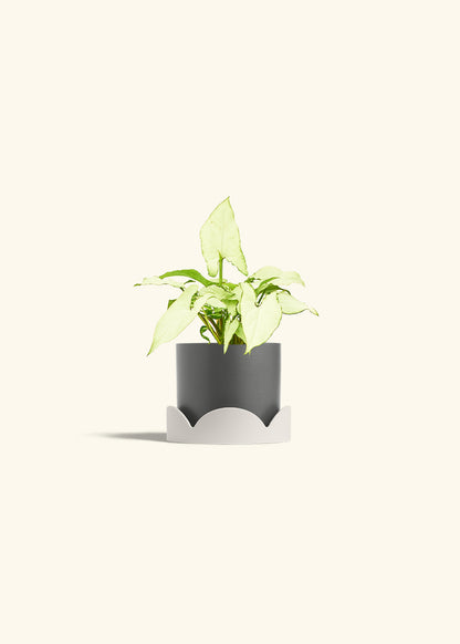 Arrowhead Plant White Butterfly in a 4 inches Charcoal Classic Cylinder Planter in a Oat Petal Drip Tray