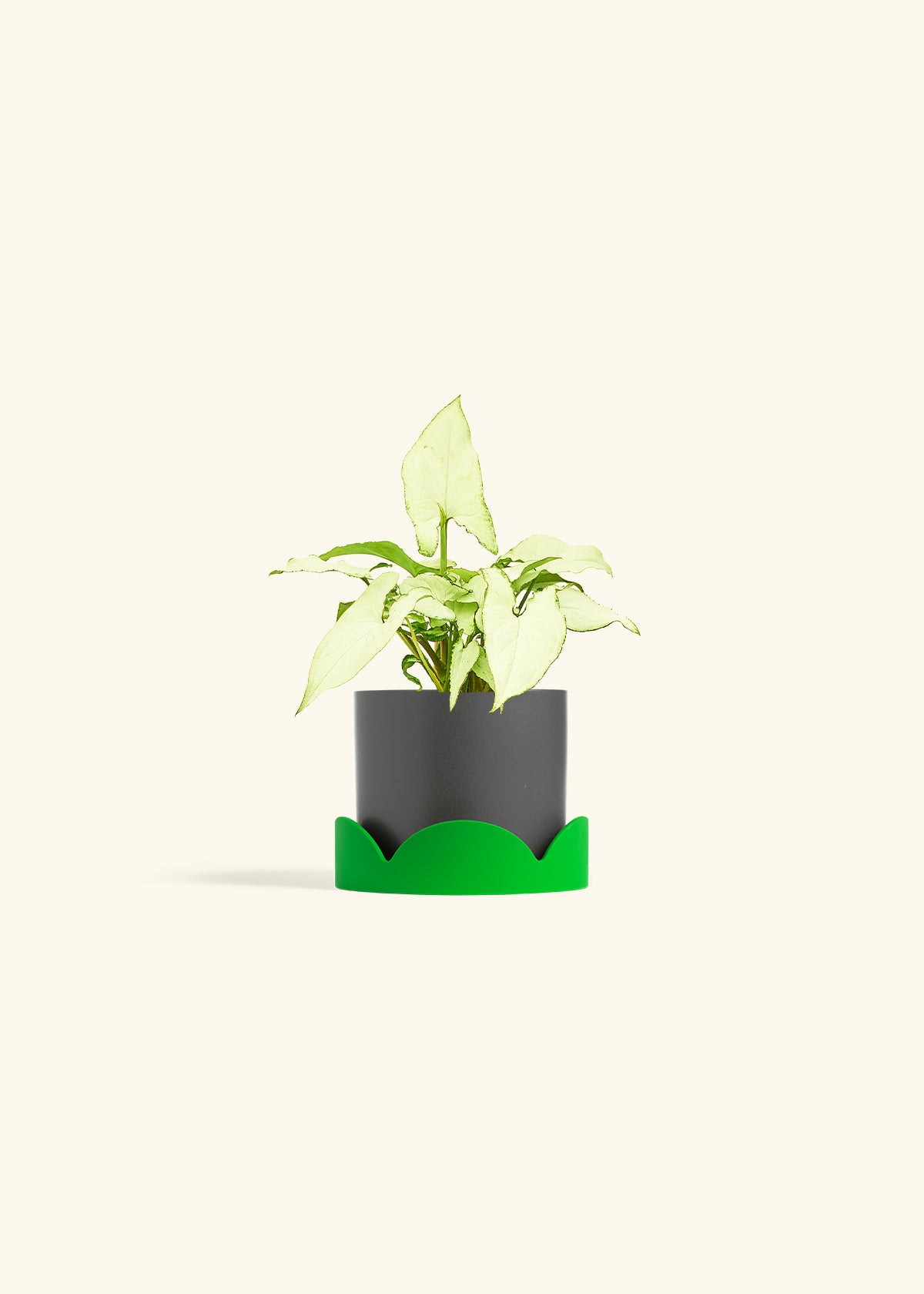 Arrowhead Plant White Butterfly in a 4 inches Charcoal Classic Cylinder Planter in a Shamrock Petal Drip Tray
