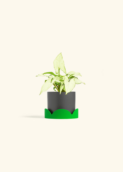 Arrowhead Plant White Butterfly in a 4 inches Charcoal Classic Cylinder Planter in a Shamrock Petal Drip Tray