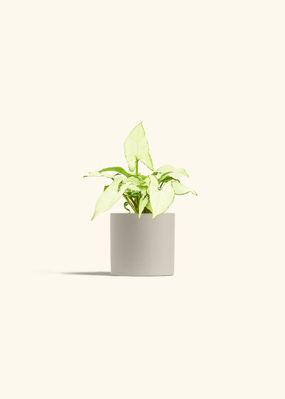 Arrowhead Plant White Butterfly in a 4 inches Oat Classic Cylinder Planter 