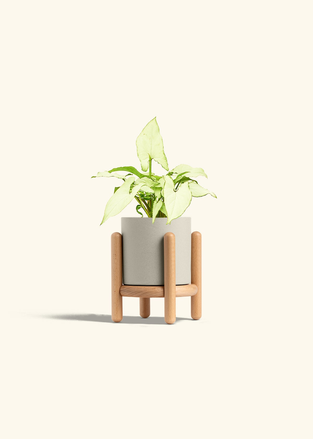 Arrowhead Plant White Butterfly in a 4 inches Oat Classic Cylinder Planter in a Beech Wood Stand