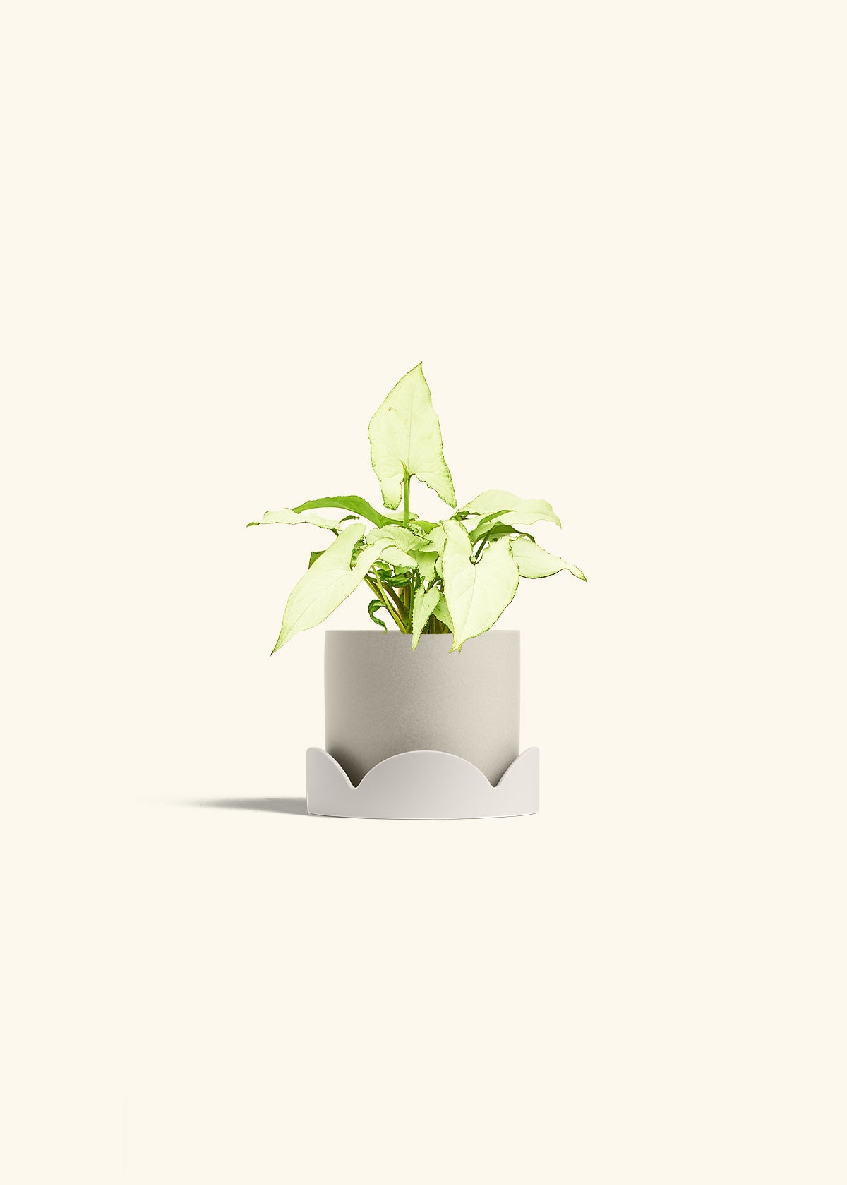 Arrowhead Plant White Butterfly in a 4 inches Oat Classic Cylinder Planter in a Oat Petal Drip Tray