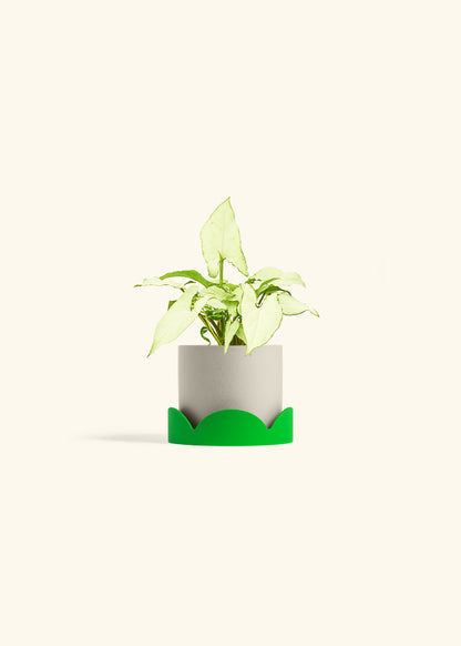 Arrowhead Plant White Butterfly in a 4 inches Oat Classic Cylinder Planter in a Shamrock Petal Drip Tray