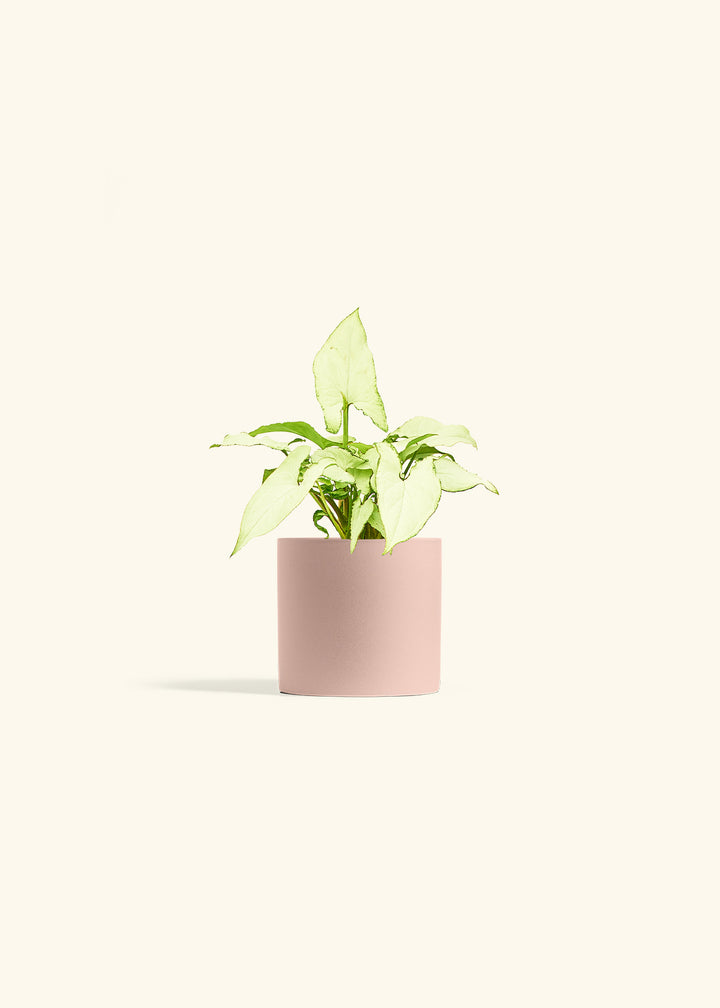 Arrowhead Plant White Butterfly in a 4 inches Pink Classic Cylinder Planter 