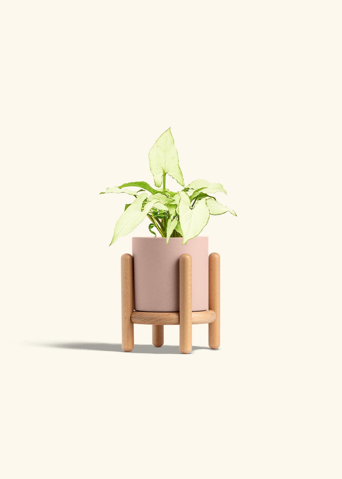 Arrowhead Plant White Butterfly in a 4 inches Pink Classic Cylinder Planter in a Beech Wood Stand