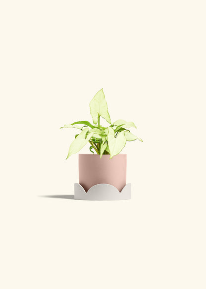 Arrowhead Plant White Butterfly in a 4 inches Pink Classic Cylinder Planter in a Oat Petal Drip Tray