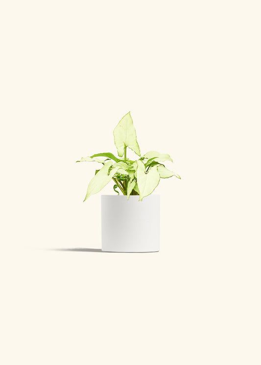 Arrowhead Plant White Butterfly in a 4 inches White Classic Cylinder Planter 