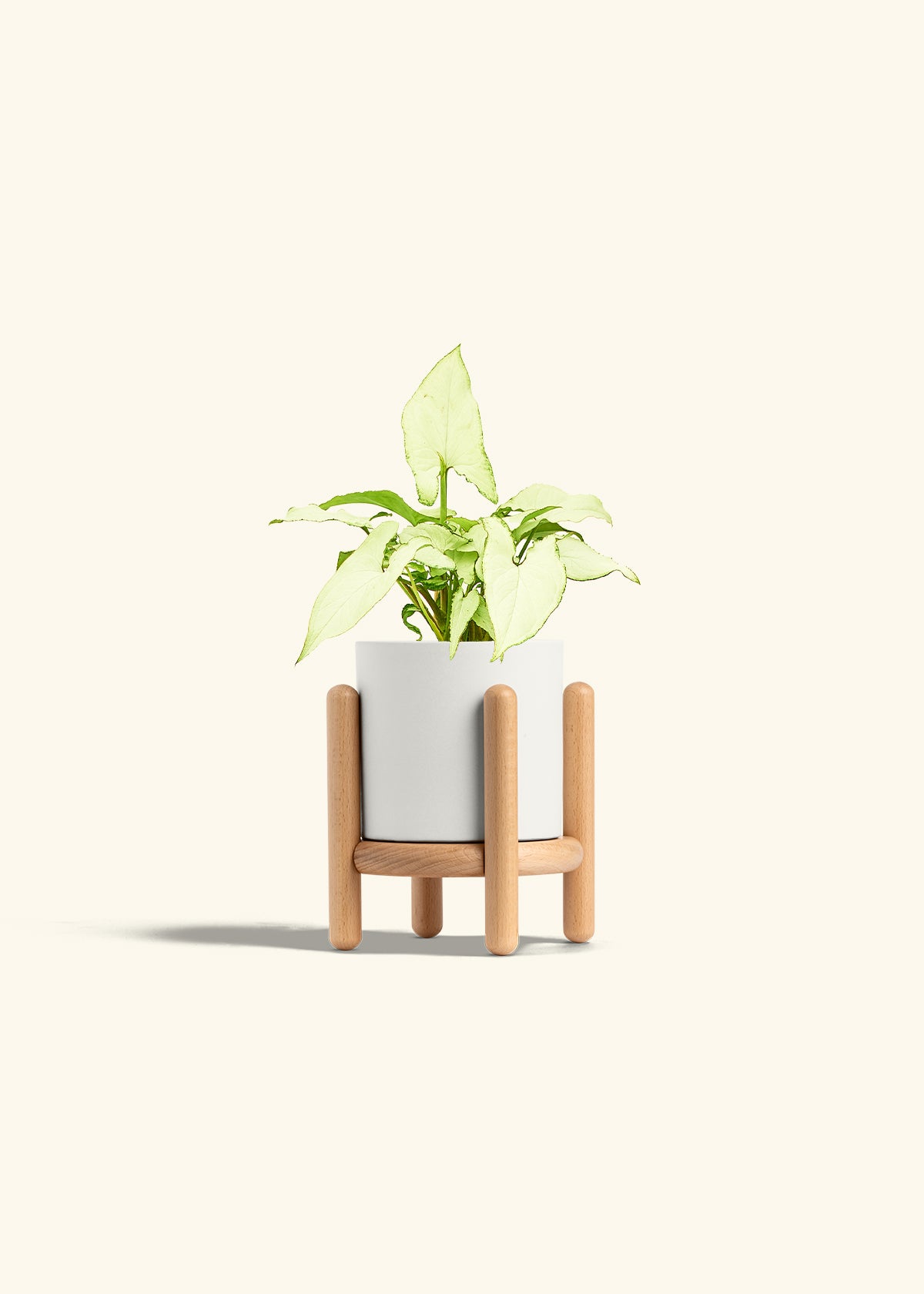Arrowhead Plant White Butterfly in a 4 inches White Classic Cylinder Planter in a Beech Wood Stand