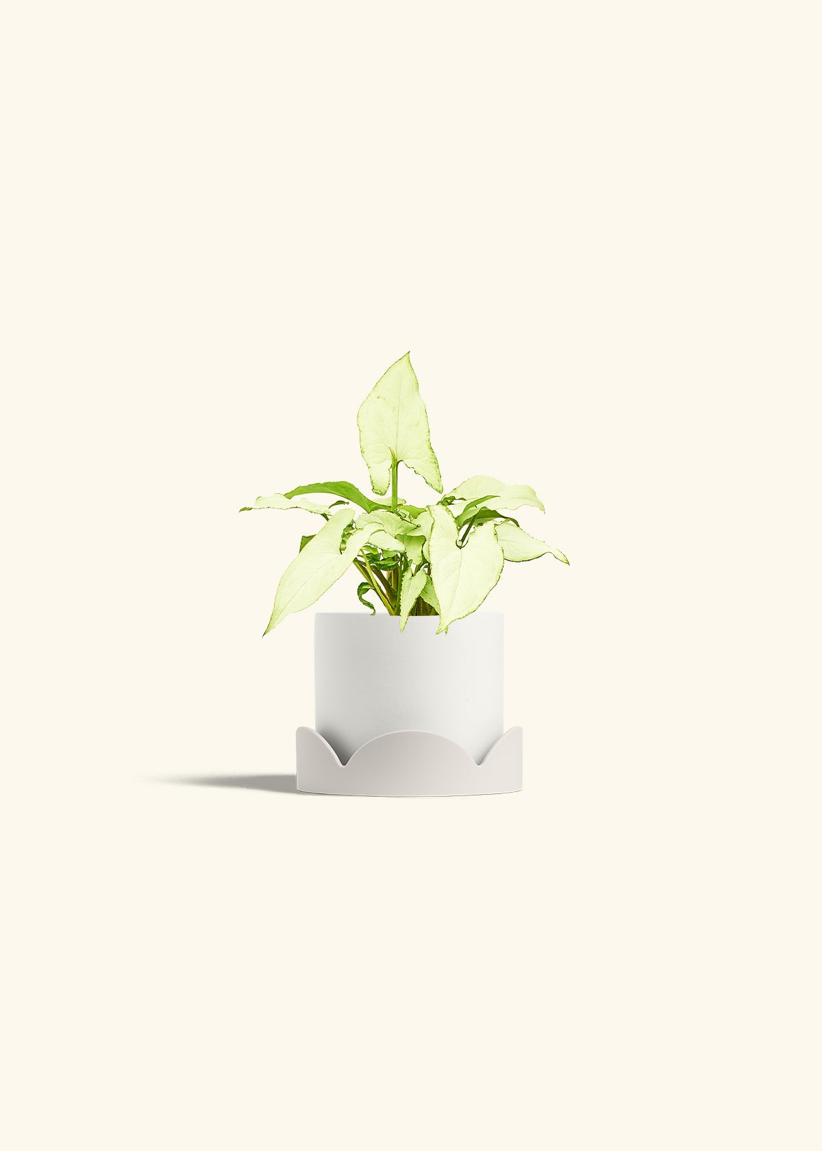 Arrowhead Plant White Butterfly in a 4 inches White Classic Cylinder Planter in a Oat Petal Drip Tray