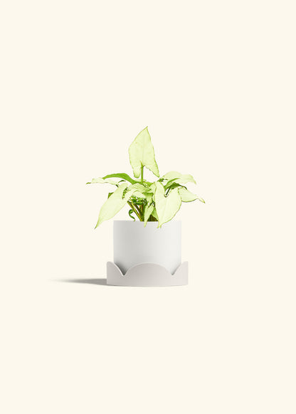 Arrowhead Plant White Butterfly in a 4 inches White Classic Cylinder Planter in a Oat Petal Drip Tray