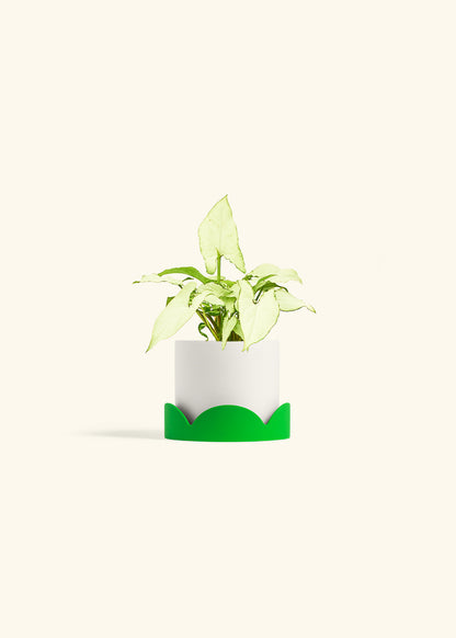 Arrowhead Plant White Butterfly in a 4 inches White Classic Cylinder Planter in a Shamrock Petal Drip Tray