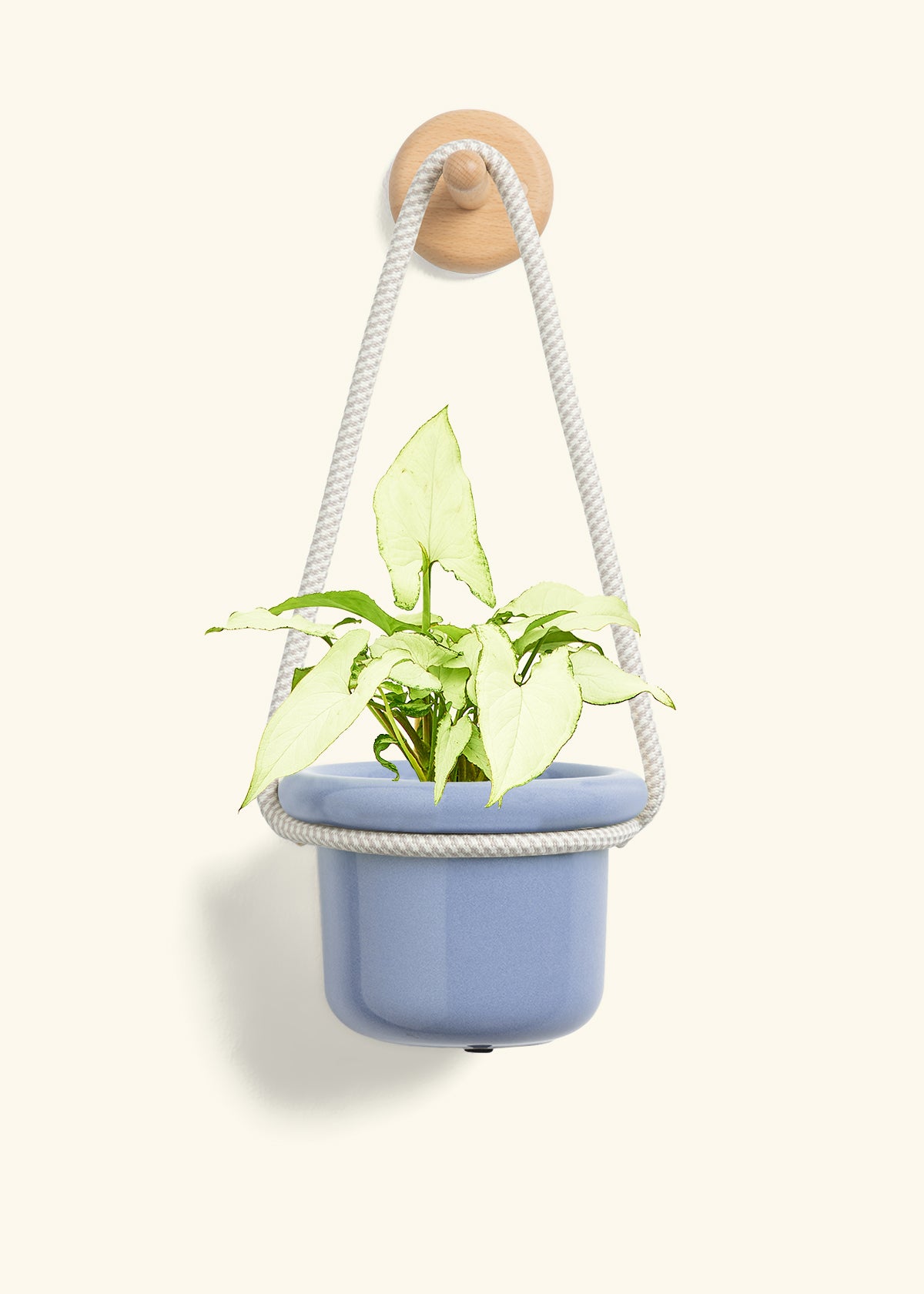 White Arrowhead Plant, Small