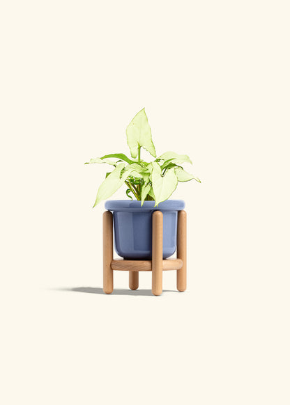 Arrowhead Plant White Butterfly in a 4 inches Fat Lip Blue Planter in a Beech Wood Stand