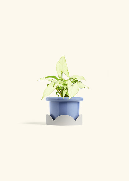 Arrowhead Plant White Butterfly in a 4 inches Fat Lip Blue Planter in a Oat Petal Drip Tray
