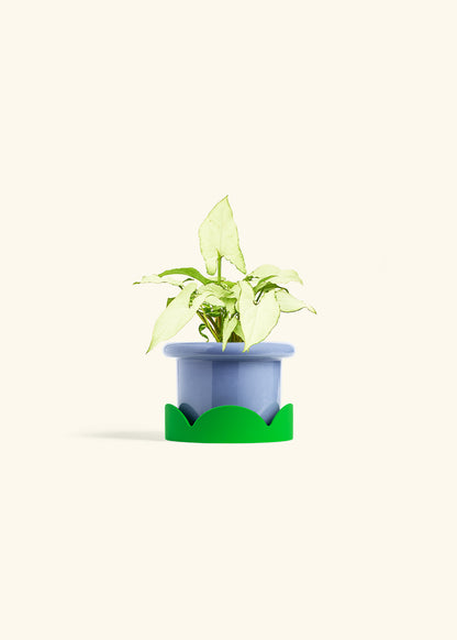 Arrowhead Plant White Butterfly in a 4 inches Fat Lip Blue Planter in a Shamrock Petal Drip Tray