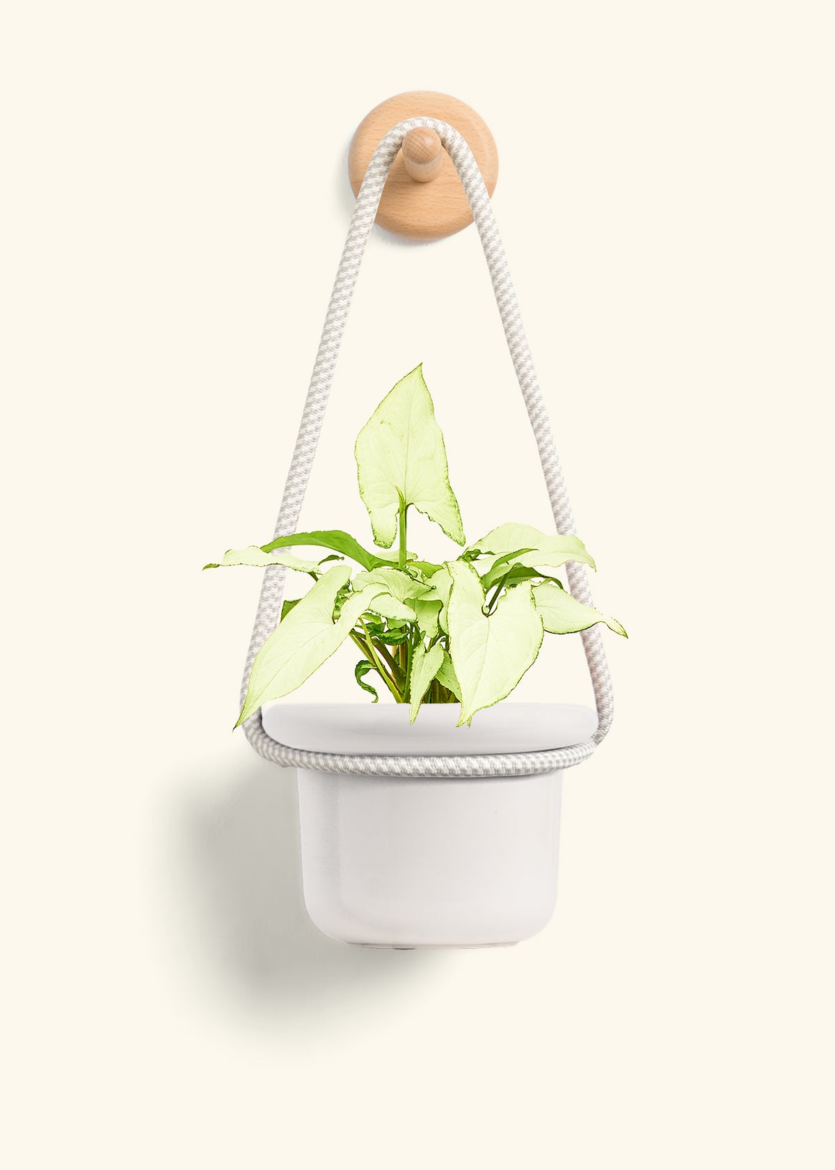 White Arrowhead Plant, Small