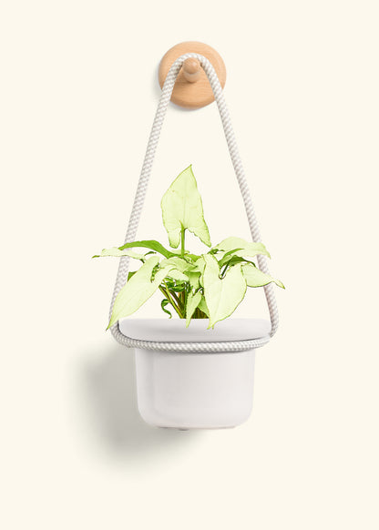 White Arrowhead Plant, Small