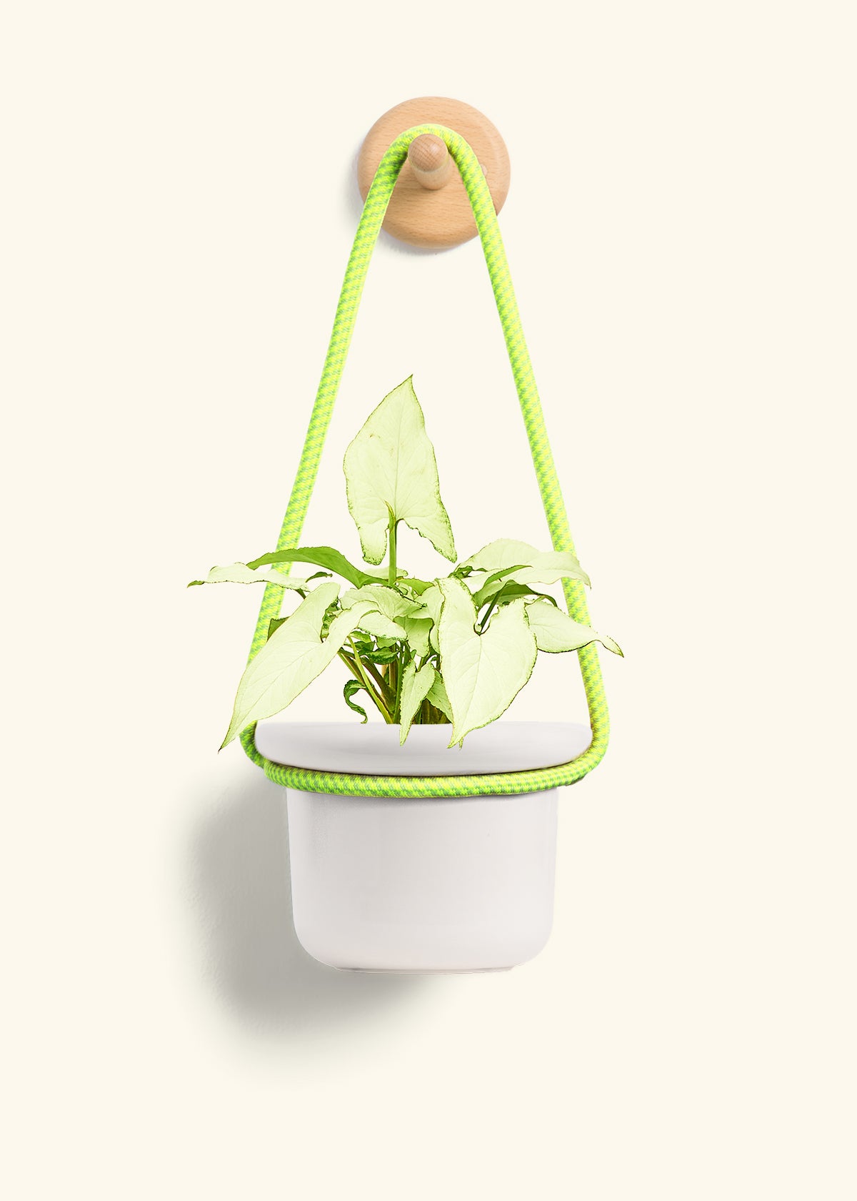 White Arrowhead Plant, Small