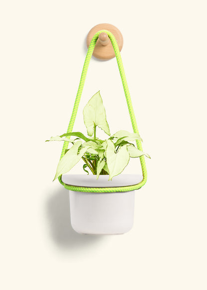 White Arrowhead Plant, Small