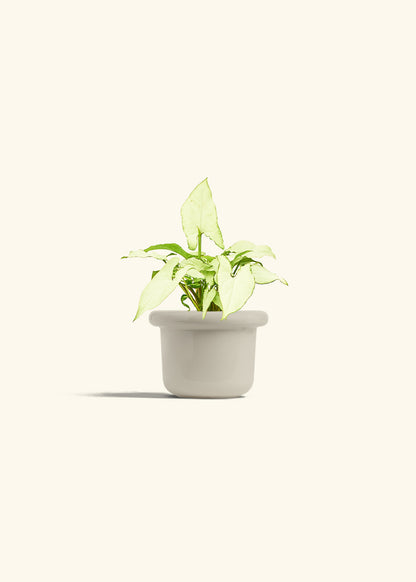 Arrowhead Plant White Butterfly in a 4 inches Fat Lip Oat Planter 