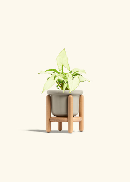 Arrowhead Plant White Butterfly in a 4 inches Fat Lip Oat Planter in a Beech Wood Stand