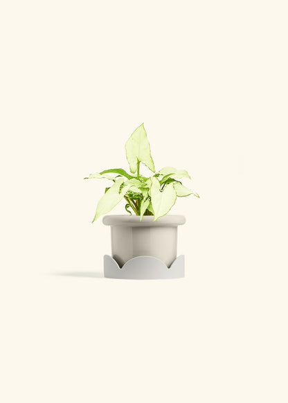Arrowhead Plant White Butterfly in a 4 inches Fat Lip Oat Planter in a Oat Petal Drip Tray
