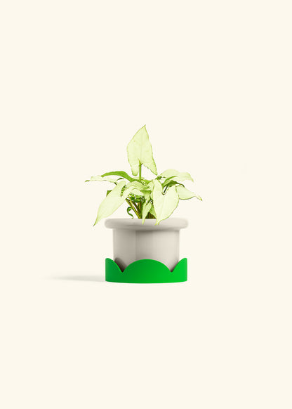 Arrowhead Plant White Butterfly in a 4 inches Fat Lip Oat Planter in a Shamrock Petal Drip Tray