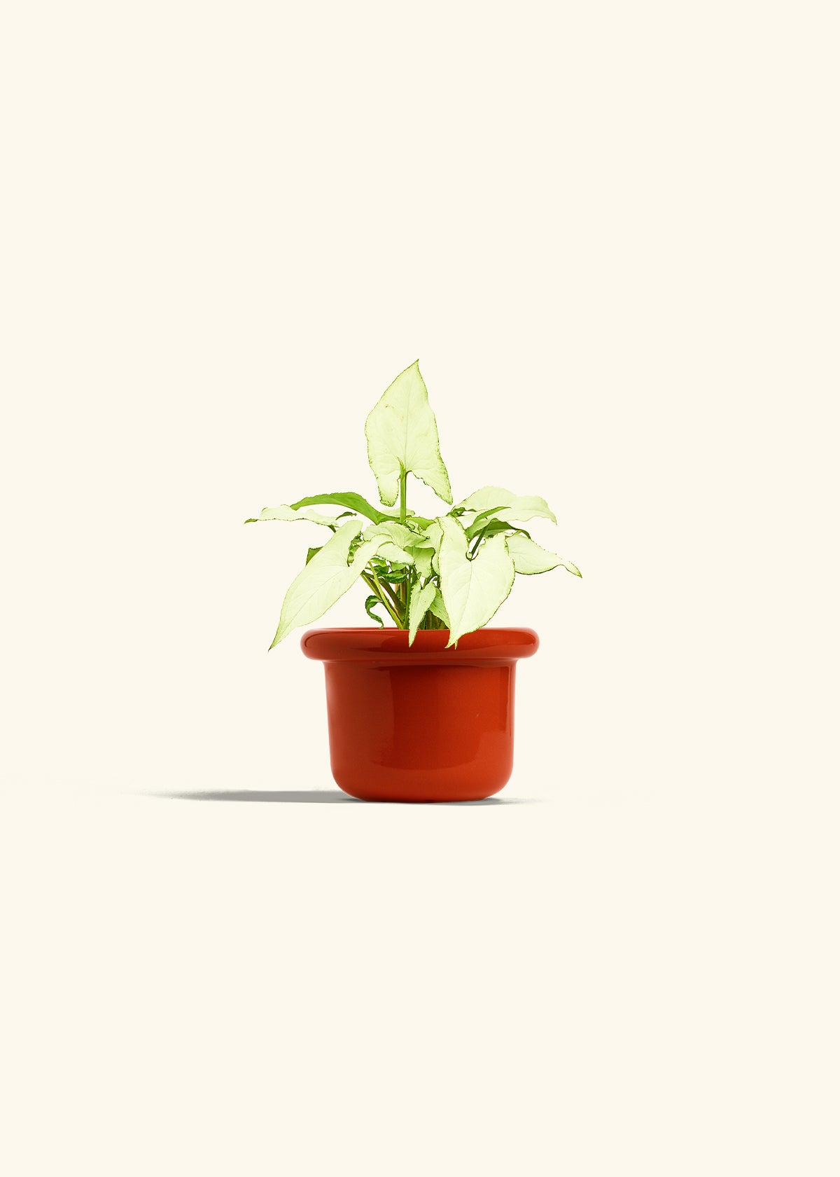 Arrowhead Plant White Butterfly in a 4 inches Fat Lip Red Planter 