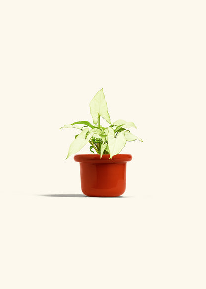 Arrowhead Plant White Butterfly in a 4 inches Fat Lip Red Planter 