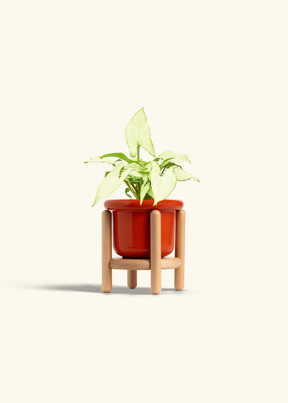 Arrowhead Plant White Butterfly in a 4 inches Fat Lip Red Planter in a Beech Wood Stand