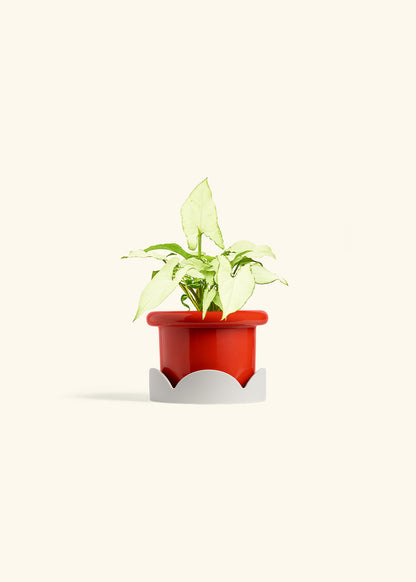 Arrowhead Plant White Butterfly in a 4 inches Fat Lip Red Planter in a Oat Petal Drip Tray